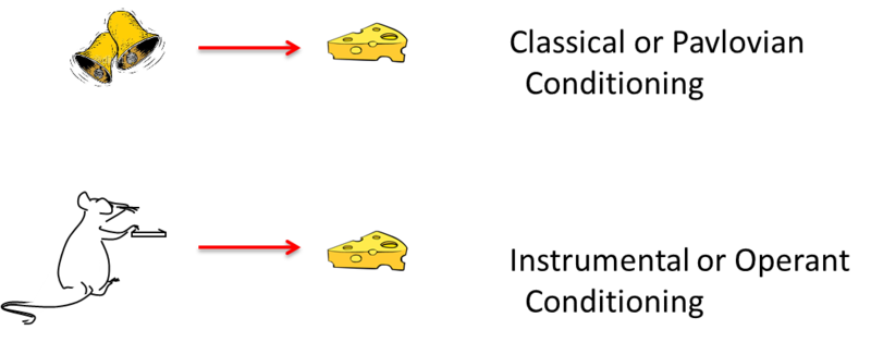 A representation of classical and operant conditioning. The top image shows ringing bells leading to food. The bottom image shows a rat pressing a lever which leads to it receiving food.   A representation of classical and operant conditioning. The top image shows ringing bells leading to food. The bottom image shows a rat pressing a lever which leads to it receiving food.