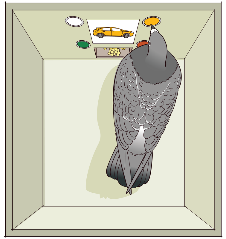 A pigeon pecks a button inside a Skinner box. A pigeon pecks a button inside a Skinner box.