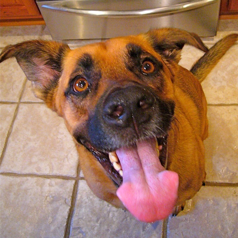 A dog looks up from the kitchen floor with expectant eyes and its tongue hanging out. A dog looks up from the kitchen floor with expectant eyes and its tongue hanging out.