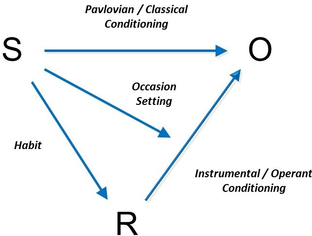 Image depicts the combination of classical and operant conditioning which typically occur in the real world. The process, or the interplay between stimuli, reinforcers, and outcomes, is described in the preceding paragraphs. Image depicts the combination of classical and operant conditioning which typically occur in the real world. The process, or the interplay between stimuli, reinforcers, and outcomes, is described in the preceding paragraphs.